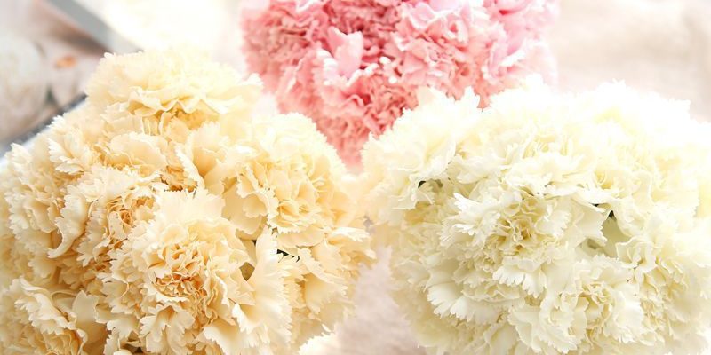 Purple carnation bouquet for sale (3)