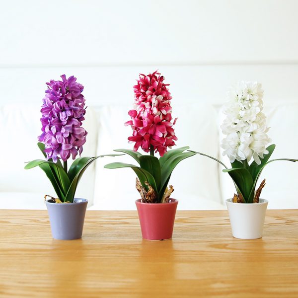 Hyacinth with flower pot (4)