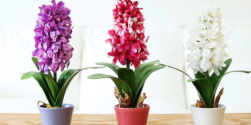 Hyacinth with flower pot (4)